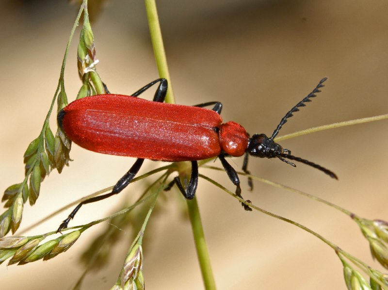 Un piccolo coleottoro rosso: Pyrochroa coccinea